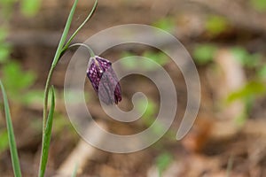 Fritillaria meleagris, or Snake's Head Fritillary, chess Flower