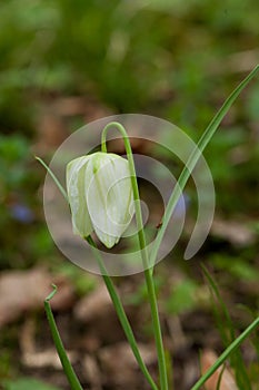 Fritillaria meleagris, or Snake's Head Fritillary, chess Flower