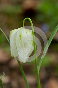 Fritillaria meleagris, or Snake's Head Fritillary, chess Flower