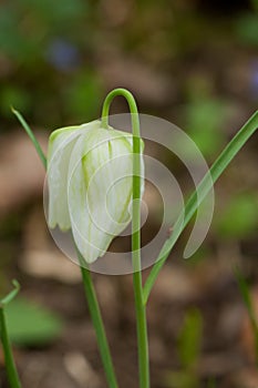 Fritillaria meleagris, or Snake's Head Fritillary, chess Flower