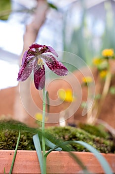 Fritillaria meleagris is a species of flowering plant in the family Liliaceae