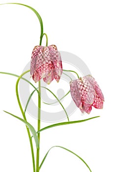 Fritillaria meleagris on white background