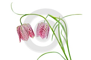 Fritillaria meleagris on white background