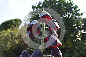 Fritillaria plant