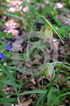 Fritillaria pontica - Wild plant shot in the spring.