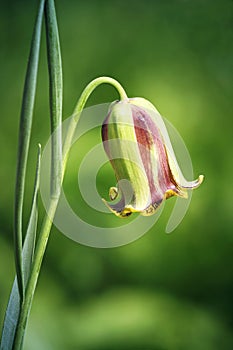 Fritillaria Pyrenaica