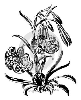 Fritillaria Recurva vintage illustration