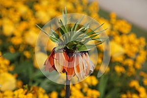 Fritillaria Royal Crown Flower