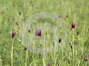 Fritillaria Ruthenica. Spring flowers on a meadow