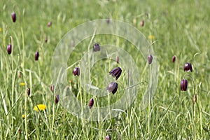 Fritillaria Ruthenica. Spring flowers on a meadow