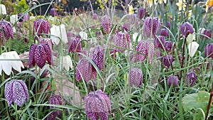 Fritillaries