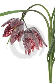 Fritillary