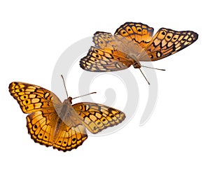 Fritillary