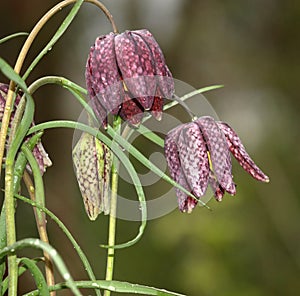 Fritillary