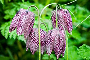 Fritillary