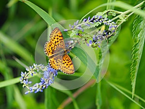 Fritillary Boloria from Nymphalidae