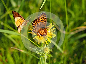 Fritillary Boloria from Nymphalidae