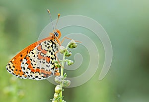 The Fritillary butterfly on flower in romantic green background