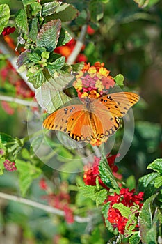 Fritillary Butterfly on Milkweed plant. Orange butterfly with black spots and streaks on its forewings.