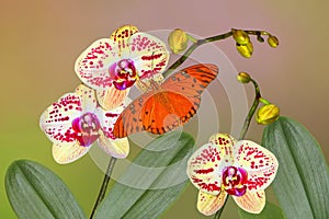 a fritillary butterfly on Phalaenopsis orchid flowers
