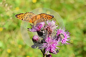 Fritillary butterfly sitting on thistle flower