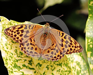 Fritillary Butterfly sitting on a variated leaf