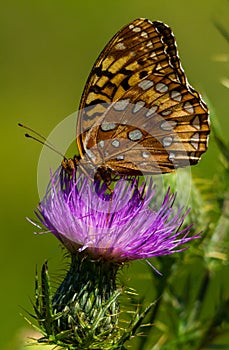 Fritillary Butterfly on spear thistle