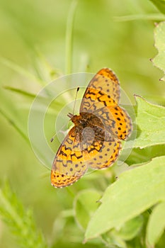 Fritillary Butterfly with Spread Wings on Green