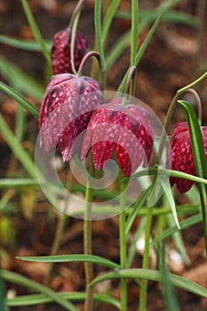 Fritillary flower