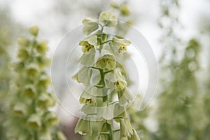 Fritillary flowering, Fritillaria persica Ivory Bells cream-green flowers in close-up