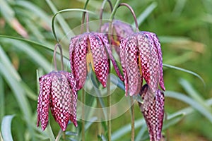 Fritillary flowers