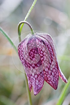 Fritillary with morning dew