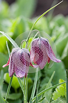 Fritillary with morning dew