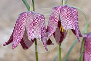 Fritillary with morning dew