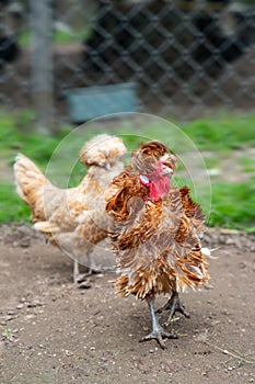 Frizzle chicken in a farm yard