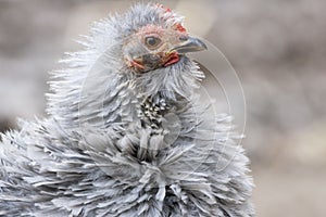 Frizzle chicken photo