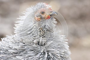 Frizzle chicken photo