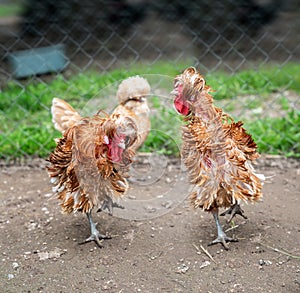 Frizzle chickens in a farm yard