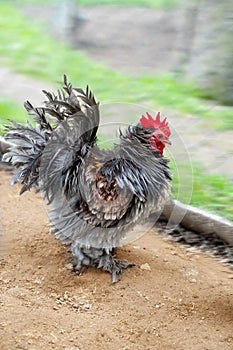 Frizzle cockerel in a farm yard