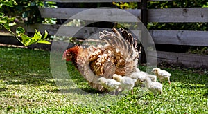 Frizzle hen and chicks Gallus gallus domesticus photo