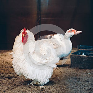 Frizzle hen in coop and white Muscovy duck