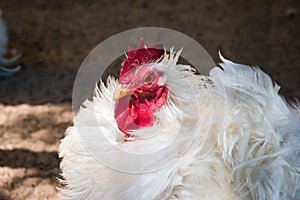 Frizzle hen in farm coop