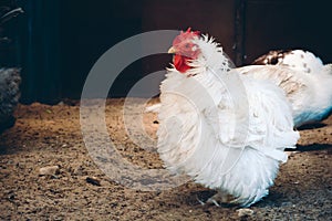 Frizzle hen in farm coop