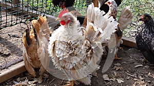 Frizzle serama rooster