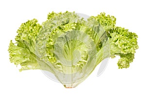Frizzy light green salads on white background.