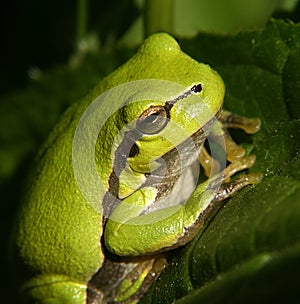 Frog #01