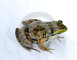 Frog photo