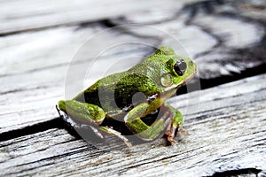 Frog