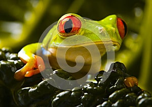 Frog