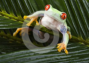 Frog